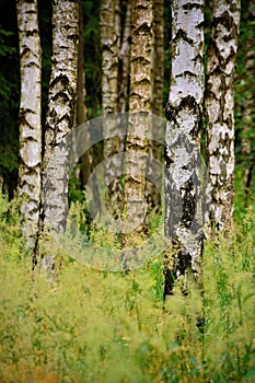 A few birch trees and lush green grass