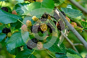 Few black and green mulberries grows on the branch of a bush