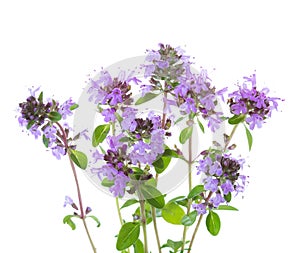Few blooming sprigs of Wild Thyme Thymus serpyllum isolated on white background photo