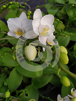 A few buds of white orchids. Detalle de varios capullos y de orquÃÂ­deas blancas photo