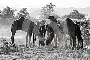 A few camels in Pushkar,Mela