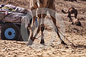 A few camels in Pushkar,Mela