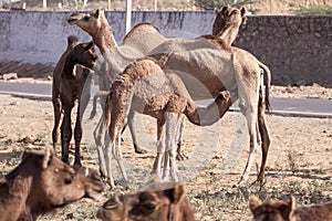 A few camels in Pushkar,Mela