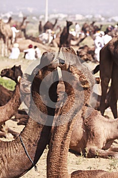 A few camels in Pushkar,Mela