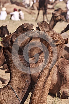 A few camels in Pushkar,Mela