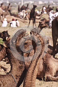 A few camels in Pushkar,Mela