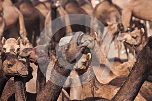 A few camels in Pushkar,Mela