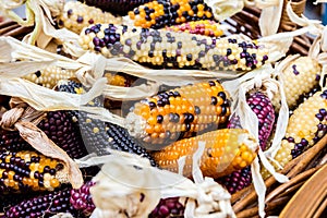 Few cobs of colorful corn in basket