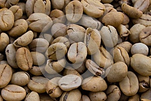 A few Coffee Beans Getting dry in a Coffee farm