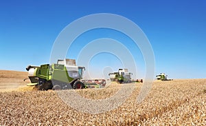A few combines cutting a swath through the middle of a wheat field during harvest