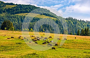 Few cows grazing on hillside meadow