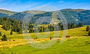 Few cows grazing on hillside meadow