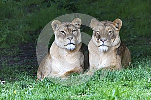 Few cute Lions in the Zoo at Kerkrade, Nederland