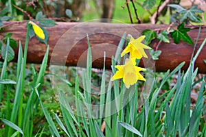 A few daffodils sooner than any others.