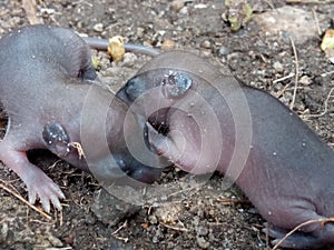 A few days old baby rats