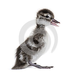 Few days old Madagascar teal duckling, Anas bernieri, Isolated on white