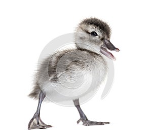 Few days old Madagascar teal duckling, Anas bernieri, Isolated on white