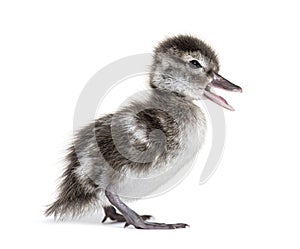 Few days old Madagascar teal duckling, Anas bernieri, Isolated on white