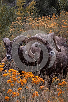 Few desert bighorn sheep (Ovis canadensis nelsoni) in a flower field