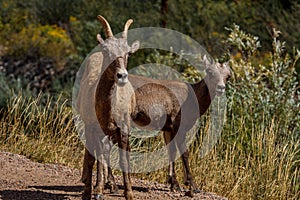 Few desert bighorn sheep (Ovis canadensis nelsoni) on a road