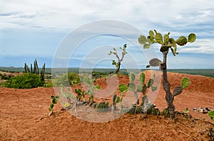 Few different cactus in bright orange soil of Tatacoa desert photo