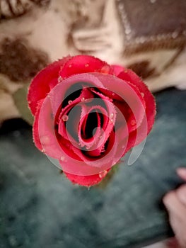 Droplets on a Nice Red Flower