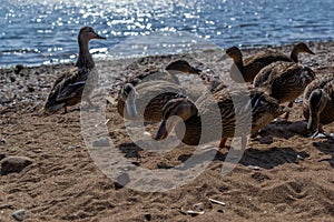 Few ducks walk in group along sandy pebble shore in search of food. Waves in blue lake sparkle from sun. Animals with feathers