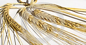 A few ears of golden wheat