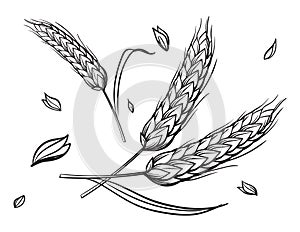 A few ears of wheat on a beige background hand drawing vector sketch