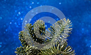 Few fir branches on blue sparkling background close up view