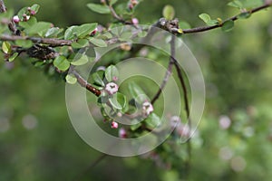 Few-flowered cotoneaster