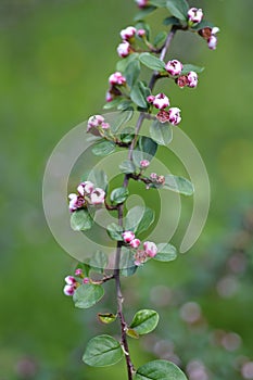 Few-flowered cotoneaster
