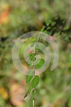 Few-flowered cotoneaster