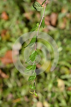 Few-flowered cotoneaster