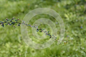 Few-flowered cotoneaster