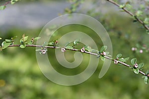 Few-flowered cotoneaster