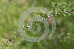 Few-flowered cotoneaster