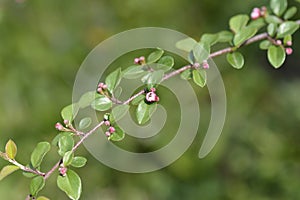 Few-flowered cotoneaster