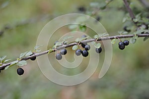 Few-flowered cotoneaster