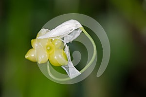Few-flowered Garlic (Allium paradoxum) close-up of bulbils and f photo
