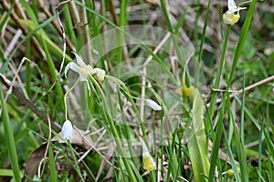 Few-flowered Garlic - Allium paradoxum, Norfolk Broads, England, UK