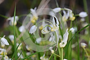 Few-flowered Garlic - Allium paradoxum, Norfolk Broads, England, UK