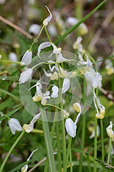 Few-flowered Garlic - Allium paradoxum, Norfolk Broads, England, UK