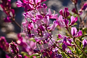 Few Flowered Milkvetch Locoweed In Colorado National Monument