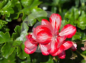 Un poco flores floreciente geranios sobre el de hojas verdes 