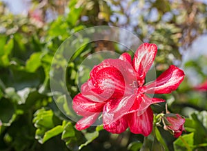 A few flowers blooming red geraniums on the background of green leaves