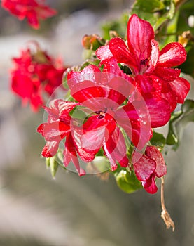 Un poco flores floreciente geranios sobre el de hojas verdes 