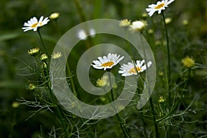 A few flowers of a small white daisy closeup