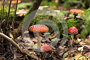 A Few Fly agaric mushrooms in fall nature. Family of Amanita muscaria wild mushroom in autumn forest