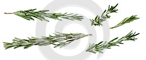 Few fresh green rosemary leaves and twigs on white background